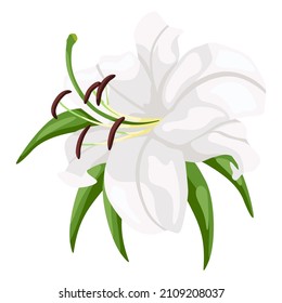 White lily isolated on white background. Beautiful wedding flower, symbol easter and happy in flat style. Vector illustration