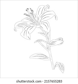 White lily isolated on a white background. Card with blooming lily. Vector illustration.
