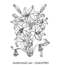 White lily isolated on a white background. Card with blooming lily. Vector illustration. White lily flower. Wedding romantic bouquet. Line art design for adult or kids coloring page.