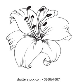 White lily isolated on a white background. Card with blooming lily. Vector illustration.