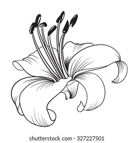 White lily isolated on a white background. Card with blooming lily. Vector illustration.