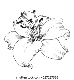 White lily isolated on a white background. Card with blooming lily. Vector illustration.