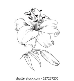 White lily isolated on a white background. Card with blooming lily. Vector illustration.