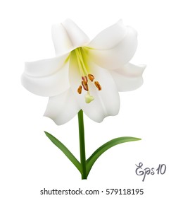 White lily isolated on white background close up. Photo-realistic mesh vector illustration.