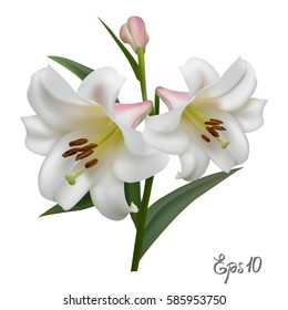 White lily isolated on white background close up. Photo-realistic mesh vector illustration.