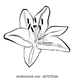 white lily isolated on White background. Vector illustration