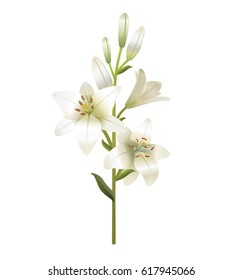 White lily. Isolated on a white background. Vector.