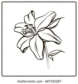 White lily isolated on a white background. Card with blooming lily. Vector illustration.