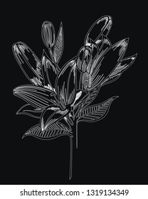 White lily isolated on a black background. Card with blooming lily. Vector illustration.