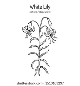 White Lily ( Lilium polyphyllum), medicinal plant. Hand drawn botanical vector illustration