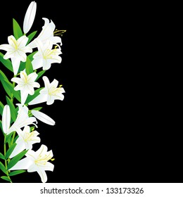 white lily on black background