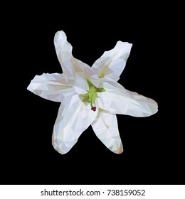 White lily on a black background.