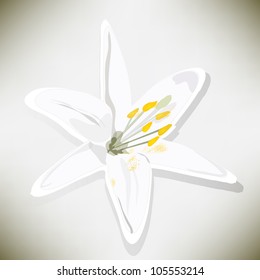 white lily on a gray background