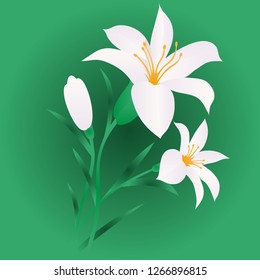 White lily on a green background
