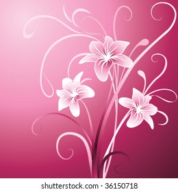 White lily on pink background