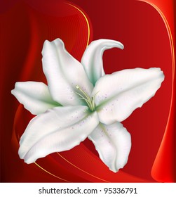 white lily on a red-dark background decorated with a yellow curves