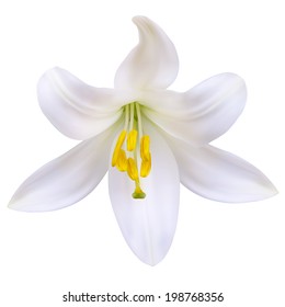 White lily. Photo-realistic Vector illustration. Isolated on white