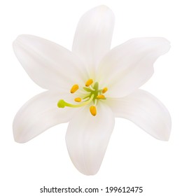 White lily. Photo-realistic Vector illustration. Isolated on white