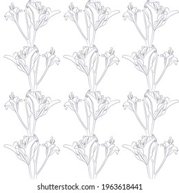 White lily. Seamless  elegant pattern. Linear drawing.