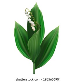 White lily of the valley flowers isolated on white background. 3D vector.