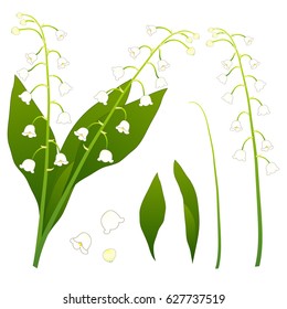 White Lily of the Valley. isolated on White Background. Vector Illustration.