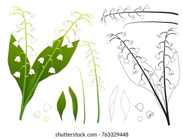 White Lily of the Valley Outline. isolated on White Background. Vector Illustration.