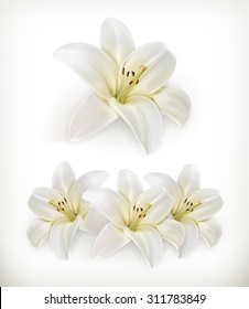 White lily, vector icons