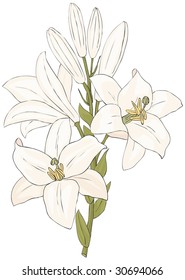 White Lily Vector Illustration