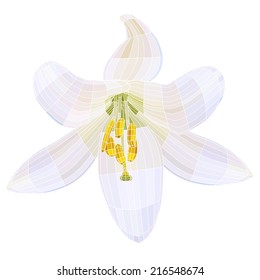 White lily. Vector illustration with visible mesh. Isolated on white