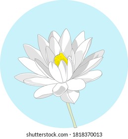 white Lily vector set for pattern