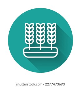 White line Cereals set with rice, wheat, corn, oats, rye, barley icon isolated with long shadow background. Ears of wheat bread symbols. Green circle button. Vector