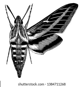 White Lined Morning Sphinx is a common American moth of striking coloration, vintage line drawing or engraving illustration.