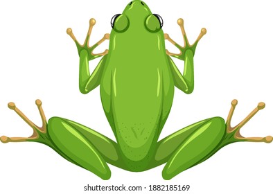 White lipped frog isolated on white background illustration