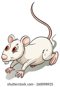 White little rat on a white background