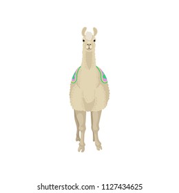 White llama alpaca animal, front view vector Illustration on a white background