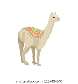 White llama alpaca animal wearing ornamented poncho vector Illustration on a white background