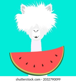 White llama, alpaca with shaggy  bangs. A large piece of watermelon with seeds.A sunny day. Cartoon with funny animals. Vector illustration of summer. Turquoise background.