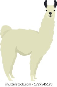 White llama Lama glama Flat vector illustration Isolated object set