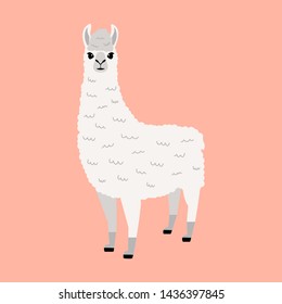 White llama vector flat illustration. Colorful. Cute animal