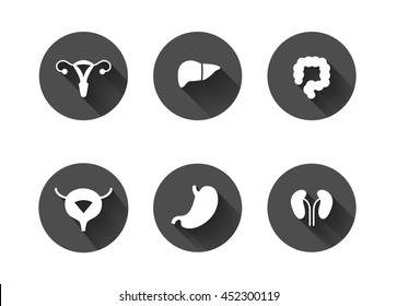 White long shadow human internal organs icons. Uterus, liver, colon, bladder, stomach and kidneys