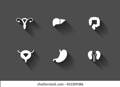 Iconos de órganos internos humanos blancos y largos. Utero, hígado, colon, vejiga, estómago y riñones