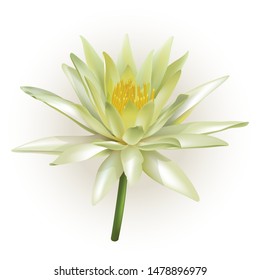 White lotus flower isolated on white background for wallpapers or graphic designs