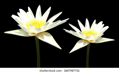 White lotus flower vector on black background