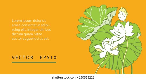white lotus flowers, background