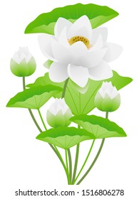  White lotus flowers with leaves isolated on white background.