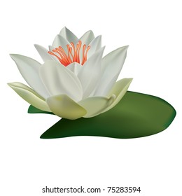 white lotus isolated on a white background