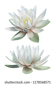 White lotus vector isolated on white background
