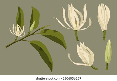 Arte vectorial de Magnolia blanca