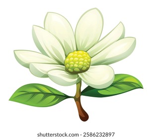 White magnolia flower in bloom with open petals and leaves. Vector cartoon illustration