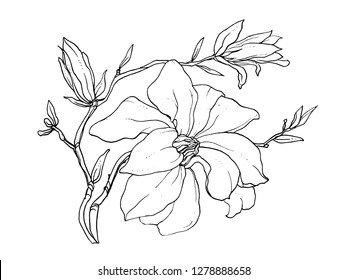 White magnolia flower blossom. Isolated vector botanical illustration: tropical, retro, vintage, hand drawn, black and white, outline. For wedding invitation, card, print, tattoo. Japanese style.